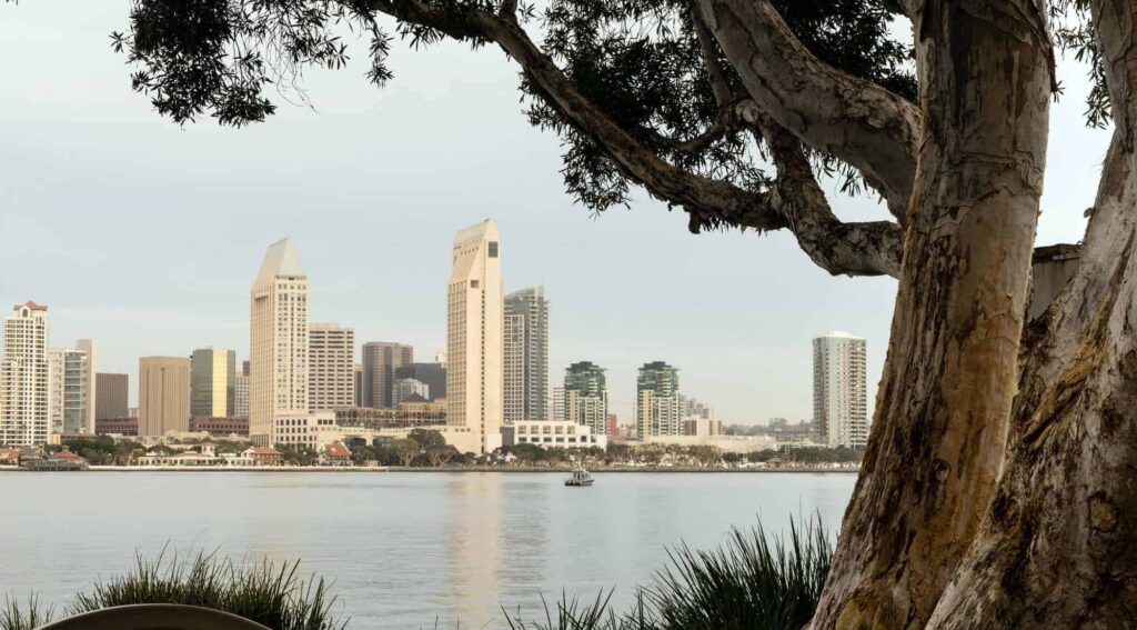 US cities are losing 36 million trees a year